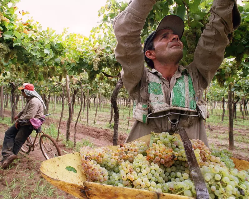 Beyond Malbec: Discover Argentina's Hidden Wine Gems That Will Transform Your Palate