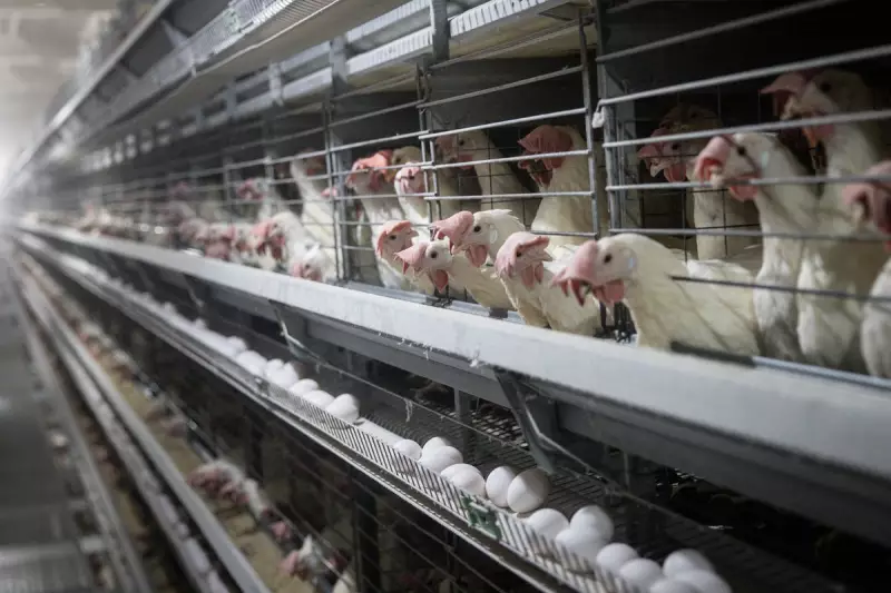 Bird Flu Crisis Sends UK Egg Prices Soaring as Outbreaks Wreak Havoc