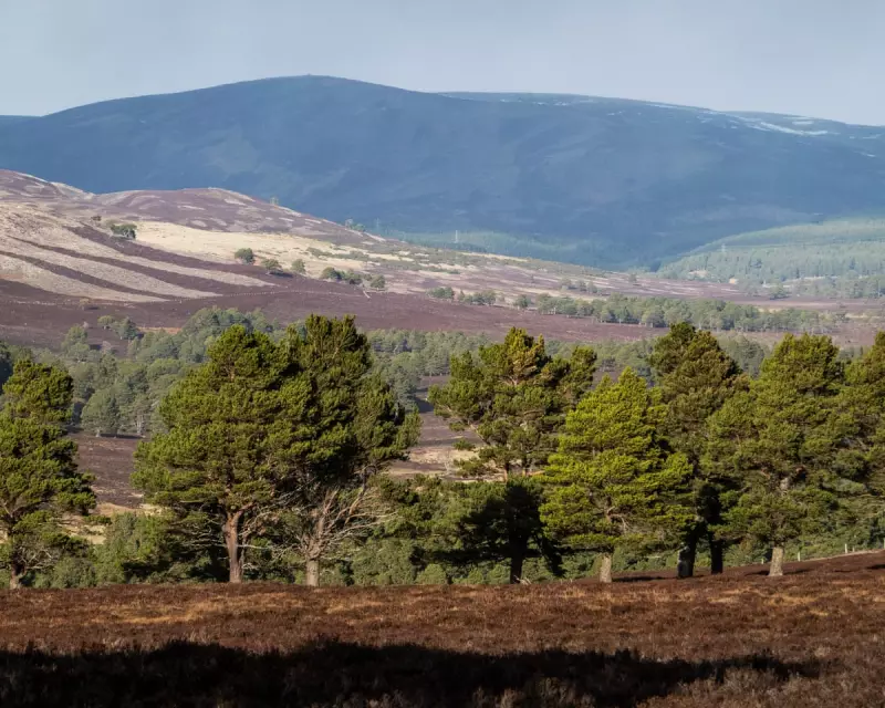 BrewDog Sells Scottish Rewilding Estate After Just Five Years in Surprise U-Turn