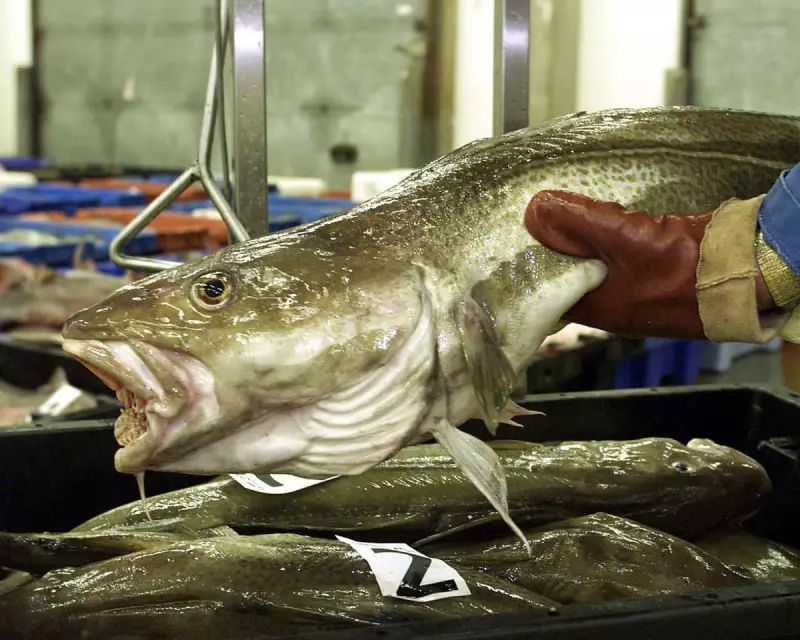 Brexit Fishing Failure: UK Waters See No Recovery Despite Promised Revolution