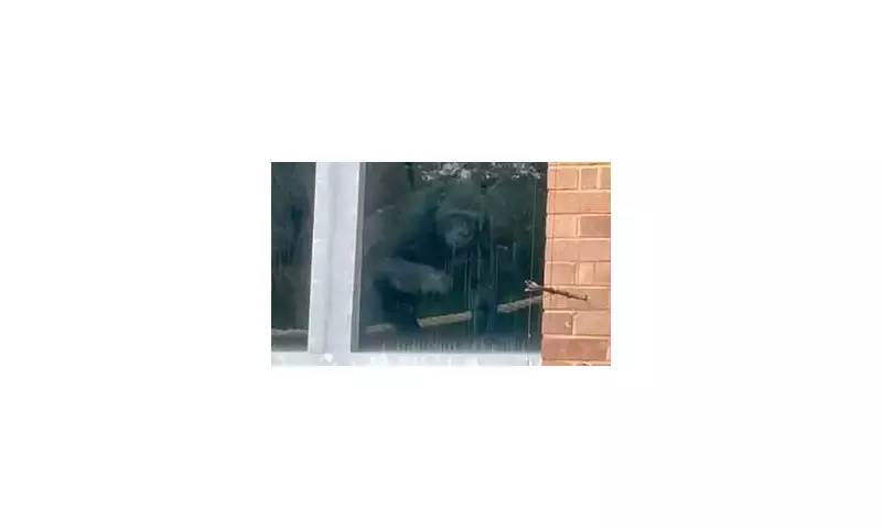 Bristol Zoo's Gorilla Enclosure Remains Barren: Three Years Empty and No Return in Sight