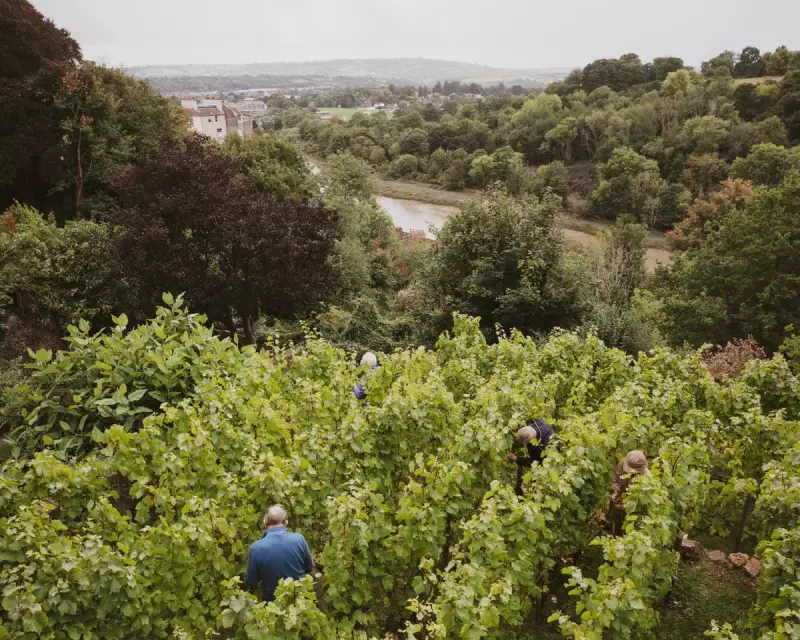 Bristol's Backyard Vineyards: Urban Winemaking Revolution Takes Root in British Gardens