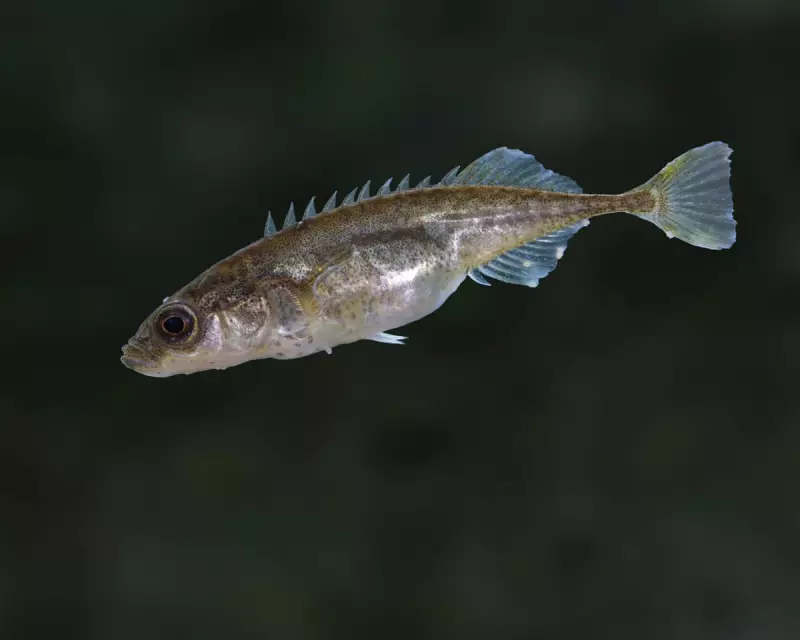 Britain's Mighty Minnow: How the Nine-Spined Stickleback Defies Extinction