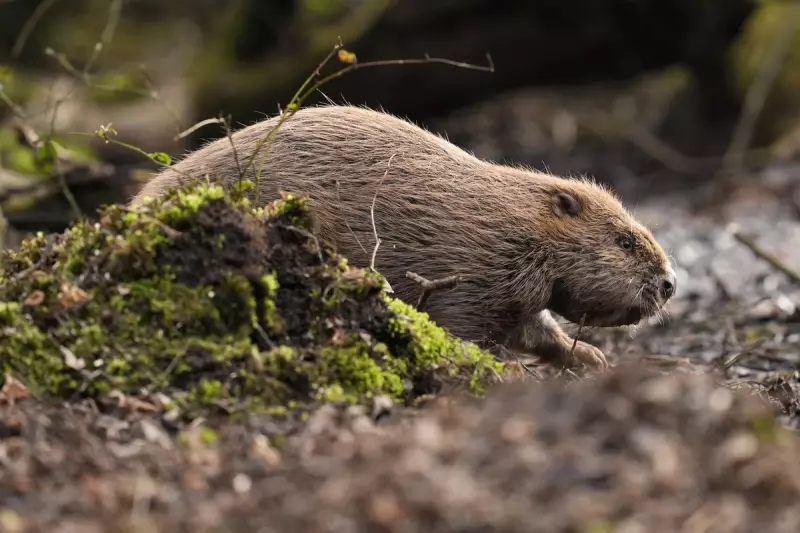 Britain's Wildlife Crisis: Otters, Beavers and Dormice Face Grave Threats