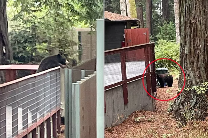 California Zoo's Daring Rescue: Escaped Black Bear Safely Returned After Brief Freedom