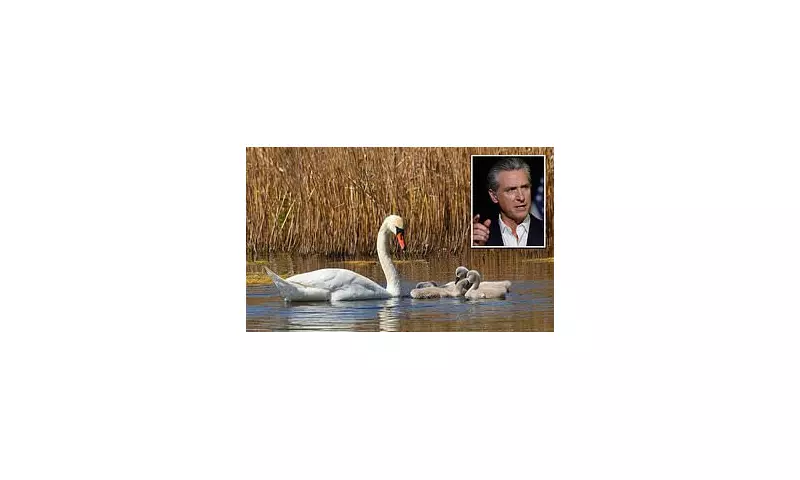 California's Mute Swan Slaughter: Fury as Governor Newsom Signs Controversial Bill Removing Protections
