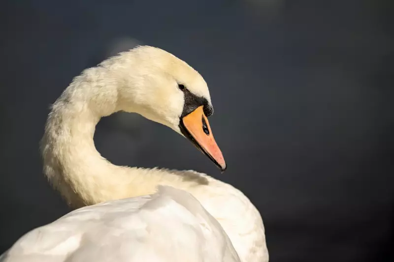 California's Swan Hunt Ban: Wildlife Victory Sparks Controversy Among Hunters