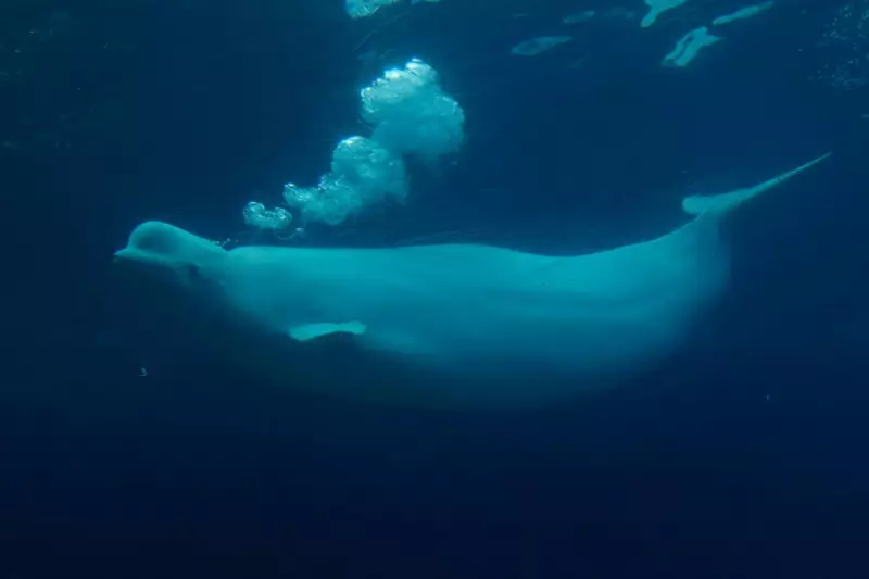 Canada's Marineland Forced to Relocate Beluga Whales in Groundbreaking Legal Ruling