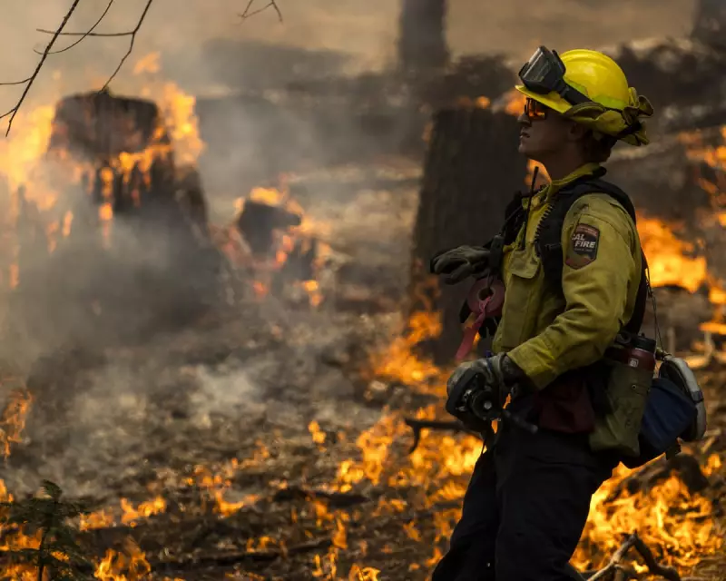 Carbon Offsets Exposed: Landmark Study Reveals Why They're Failing to Curb Global Heating