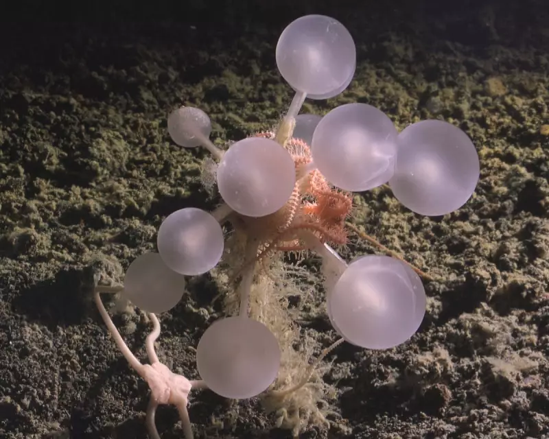 Carnivorous 'Death Ball' Sponge Discovered in Southern Ocean's Mysterious Depths