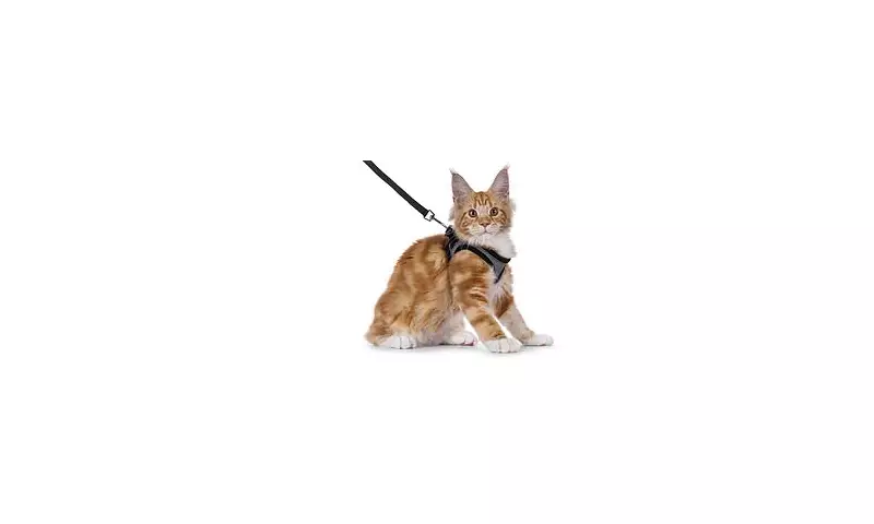 Cat Owners Beware: Why Trendy Harnesses Could Be Putting Your Feline's Health at Risk
