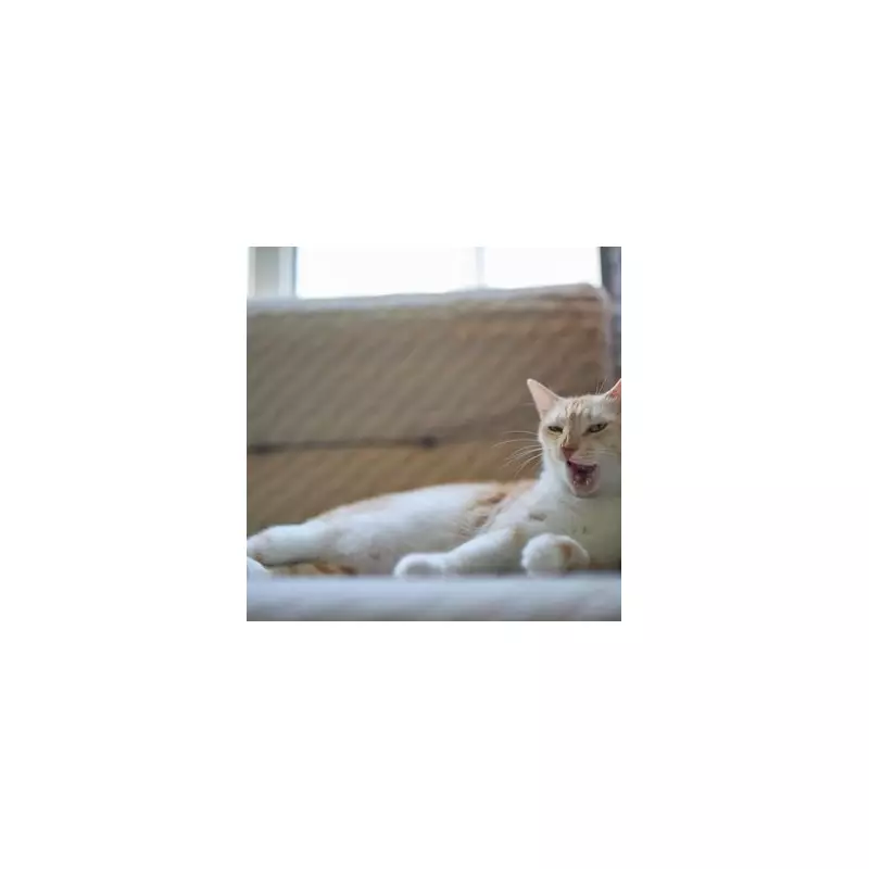 Catastrophic Cat-Sitting: Woman Returns From Month-Long Holiday To Discover Feline Fury