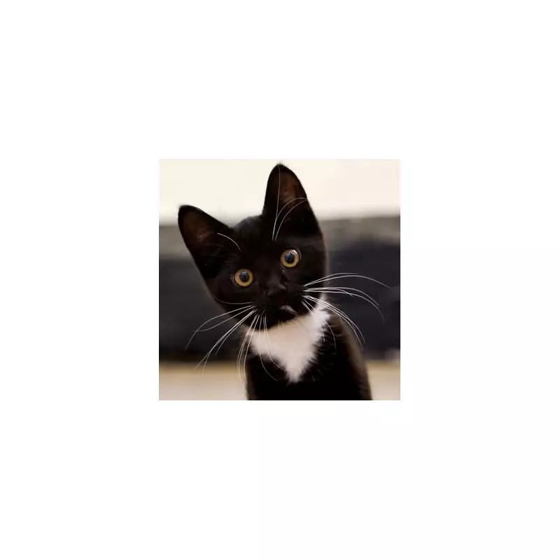 Cat's Heartwarming Rescue From Tree Goes Viral With Adorable Reaction