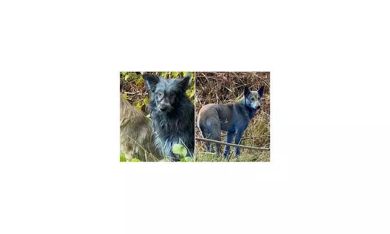 Chernobyl's Blue Canines: Scientists Discover Mutant Dogs With Unusual Fur Colour in Nuclear Exclusion Zone
