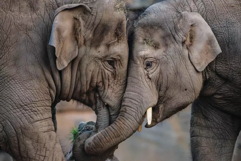 Chester Zoo's Groundbreaking Research Reveals Secret Lives of Endangered Asian Elephants