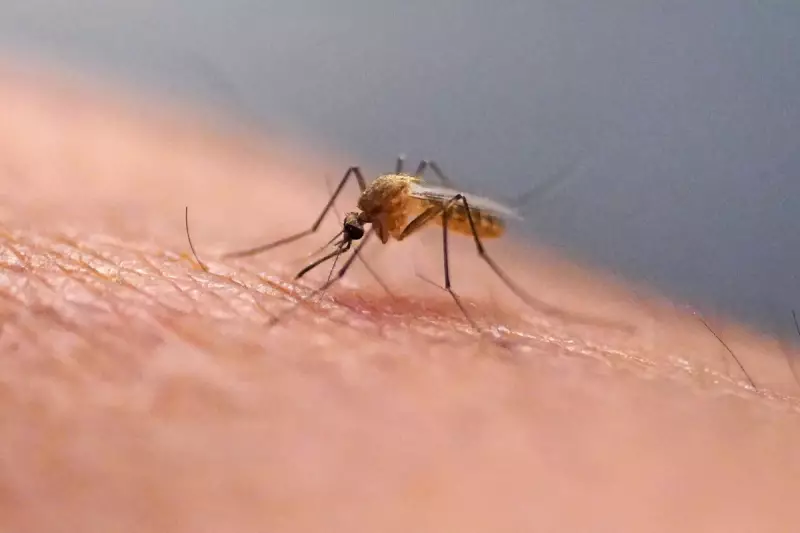 Chikungunya Virus Alert: First Local Cases Detected in New York - What You Need to Know