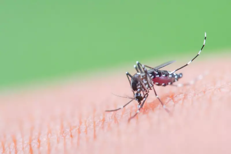 Chikungunya Virus Alert: New York Reports First Local Cases in Decades
