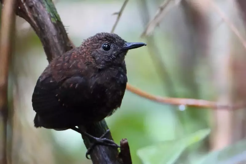 Christmas Island's Climate Crisis: The Disturbing Shift That's Redefining Our Planet