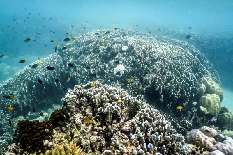 Climate Crisis Deepens: Amazon Rainforest Nearing Tipping Point While Coral Reefs Face Catastrophic Bleaching