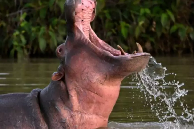 Colombia's Cocaine Hippo Crisis: Pablo Escobar's Wild Legacy Roams Free