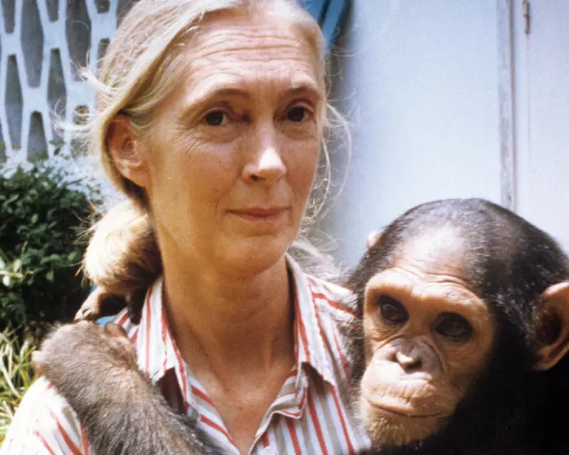 Dame Jane Goodall: A Final Farewell to the Woman Who Redefined Humanity