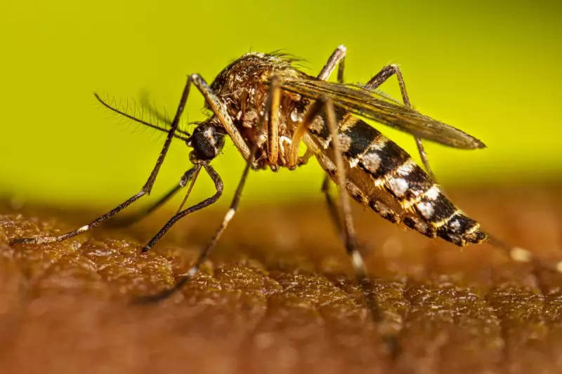 Deadly Mosquito Invasion Hits California: Health Officials Issue Urgent Warning