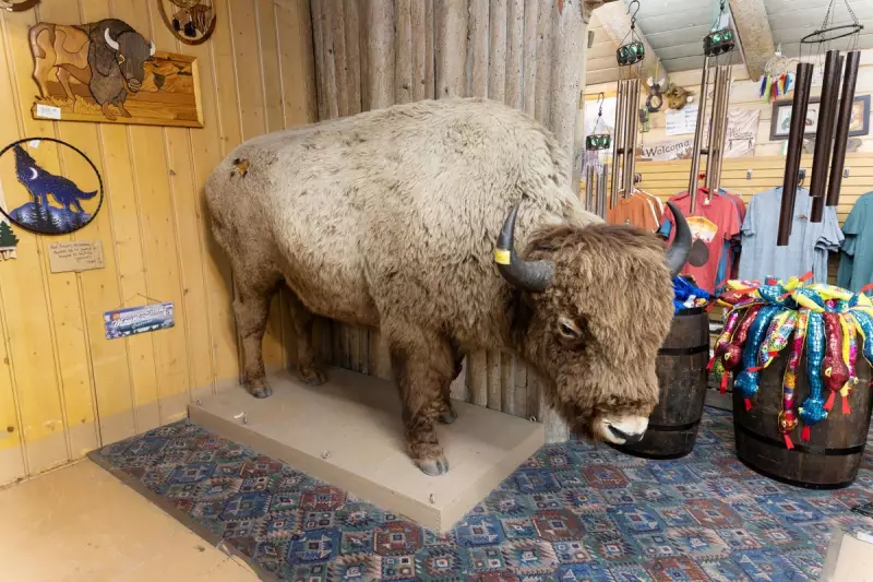 Denver's Missing Bison Found in Museum: The Unlikely Discovery That Solved a Wildlife Mystery