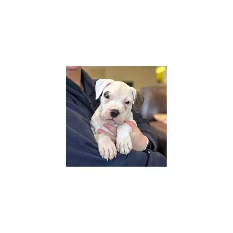 Desperate Search for Forever Homes: Heartbreaking Plea for UK's Most Vulnerable Pets