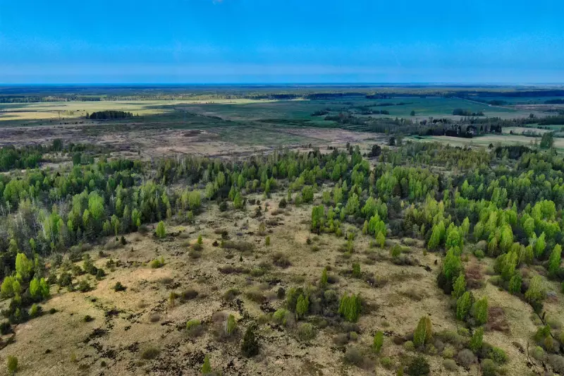 Dill's Hidden Health Powers: How This Common Herb Can Transform Your Heart Health