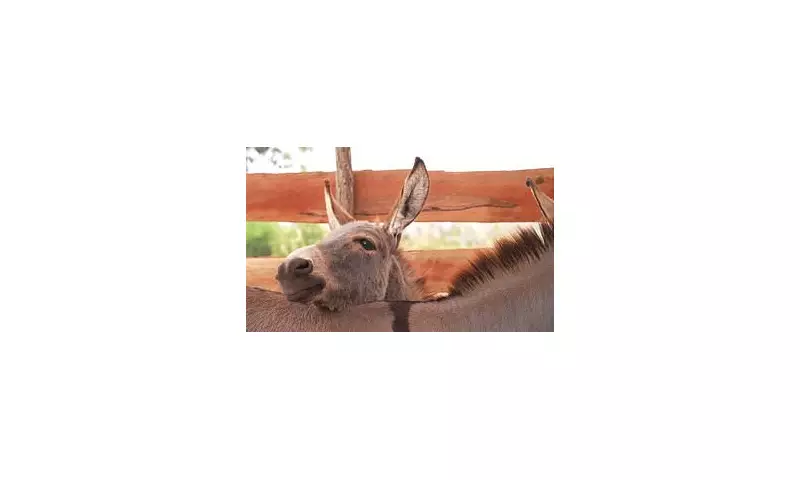 Donkey Slaughter Crisis: Millions Vanishing for Traditional Chinese Medicine