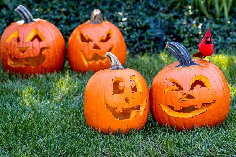 Don't Bin It, Cook It! The Shocking UK Pumpkin Waste Problem and Delicious Solutions