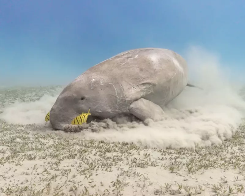 Dugong's Demise: The Gentle 'Sea Cow' Facing Extinction in Our Waters