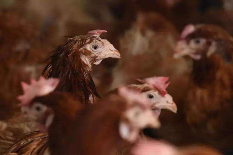 Dutch Poultry Lockdown: Over 200,000 Hens Culled in Major Bird Flu Outbreak