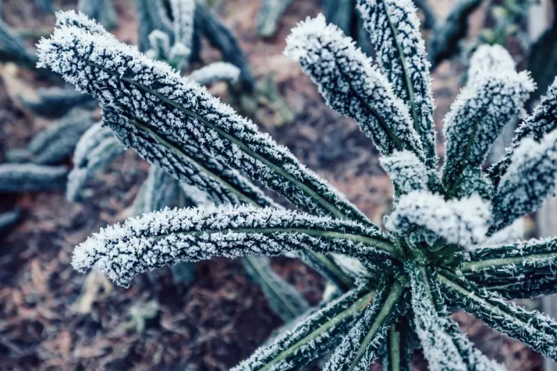 Early Frost Warning: Your Essential Guide to Protecting Plants This Autumn