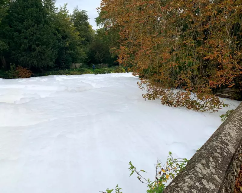 Ecological Crisis in Norfolk: Dead Fish and Toxic Foam Plague River Thet