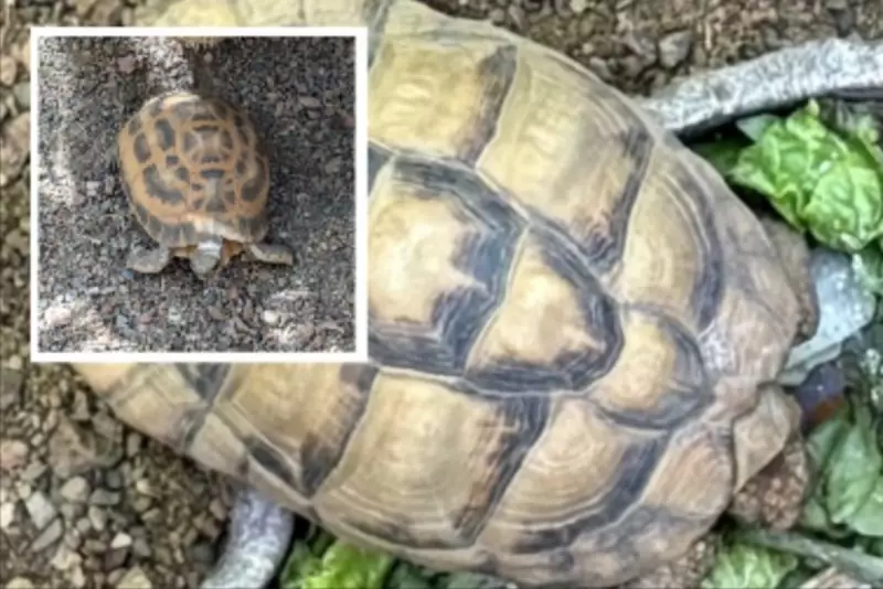 Endangered Tortoises Stolen in Brazen Indianapolis Zoo Heist