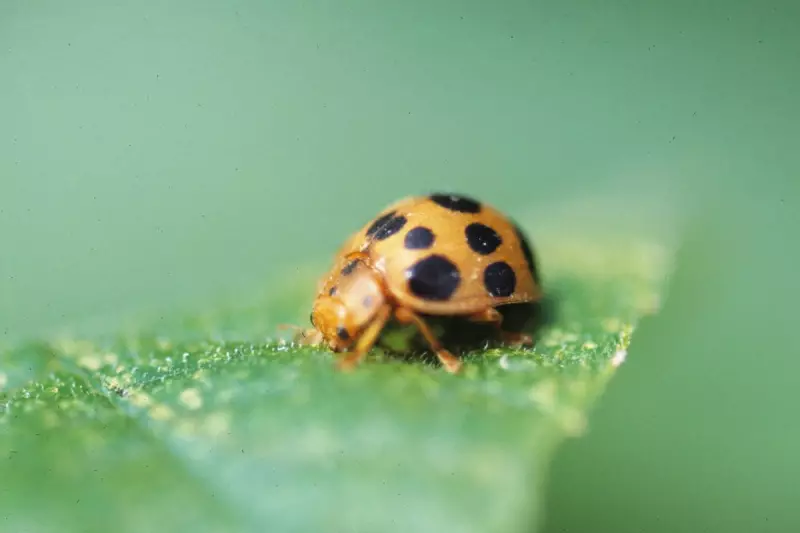 English Speakers Flock to New York and Texas: Facebook Study Reveals Surprising Migration Patterns