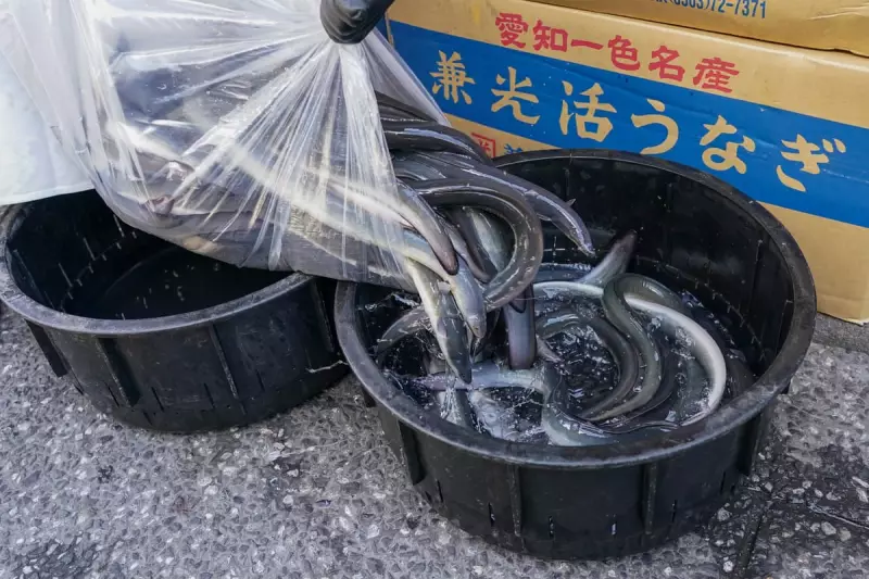 Europe's Eel Crisis: Inside the Multi-Million Pound Illegal Trade Driving an Endangered Species to Extinction