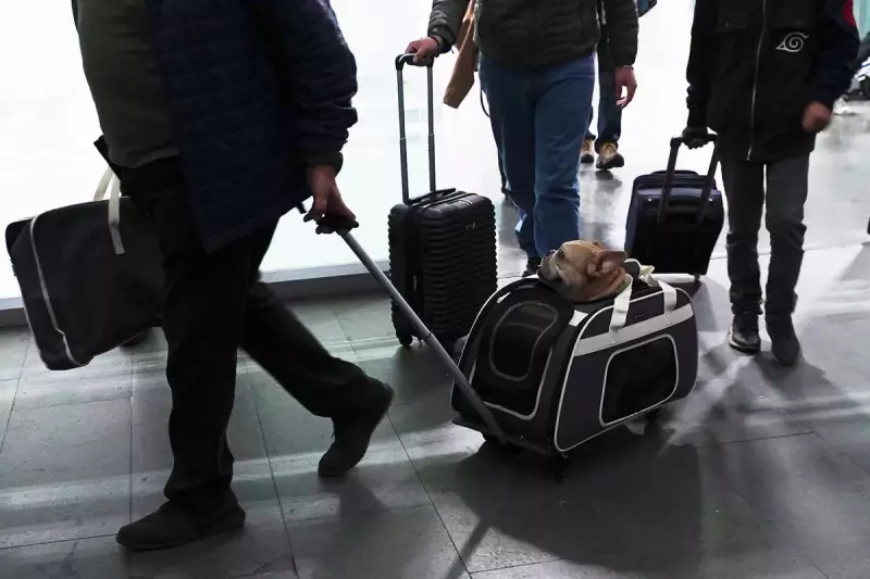 Europe's New Pet Travel Rules: Your Essential Guide to Stress-Free Holidays with Furry Friends