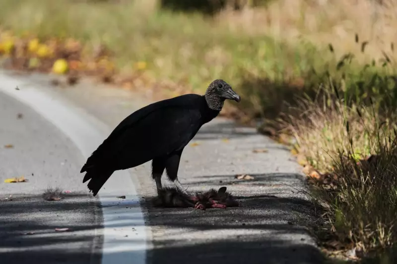 Farmers Fight Back: Ingenious Scarecrow Tactics Deter Vicious Vulture Attacks on Livestock
