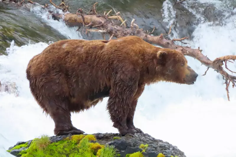 Fat Bear Week 2024: Alaska's Heftiest Hunters Battle for Crown in Epic Online Vote