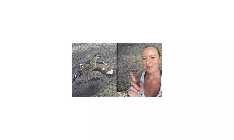 Feathered Fury: Protective Bird Parents Stage Driveway Siege in Suburban Standoff