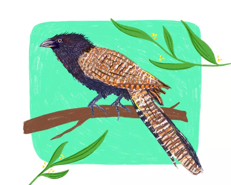 Feathered Fury: The Pheasant Coucal's Brutal Takeover of Bird of the Year Crown