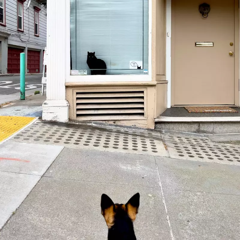 Feline Fury: How a Photographer's Perfect Shot Captured a Cat's Ferocious Spirit