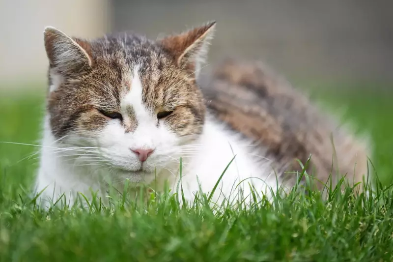 Feline SOS: How UK Cat Charity Becomes Unlikely Mental Health Lifeline