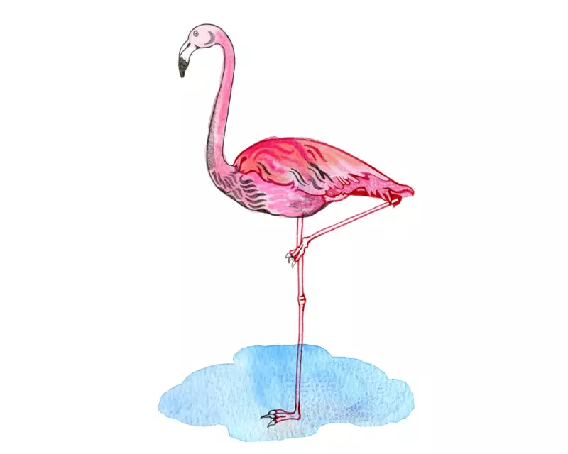 Flamingo Mystery Solved: Scientists Discover Which Leg They Prefer to Stand On