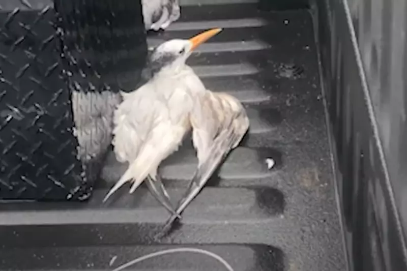 Florida Bird Slaughter: Shocking Video Reveals Deliberate Mass Killing of Protected Species