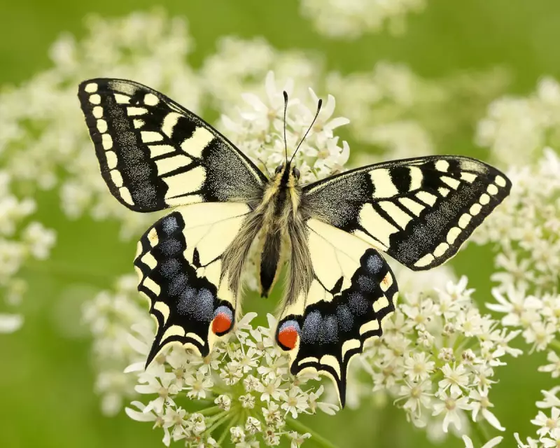 Frozen in Time: UK Scientists Launch Groundbreaking Bid to Resurrect Swallowtail Butterflies from Cryo-Preserved Eggs
