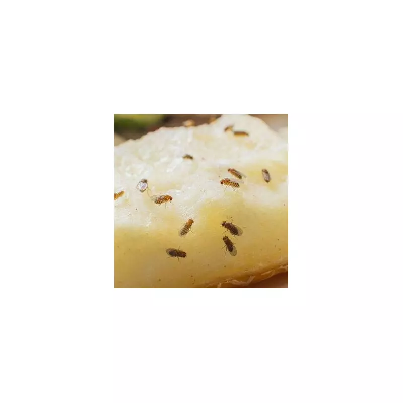 Fruit Fly Frenzy: Britain's Kitchen Nightmare as Pests Invade Homes