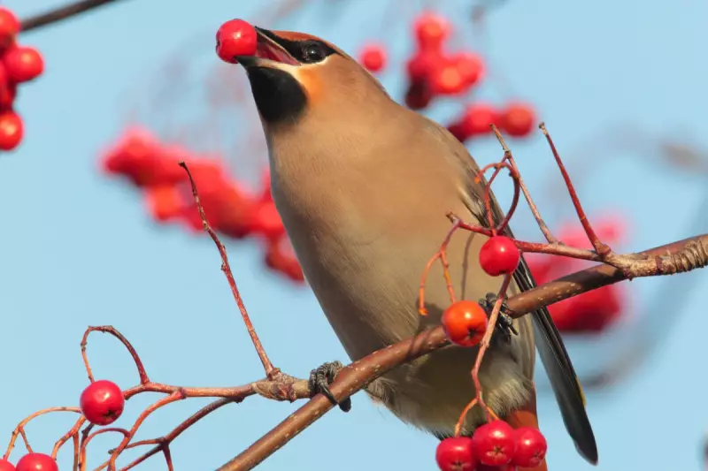 Garden Berry Bonanza: Transform Your Garden into a Winter Wildlife Haven